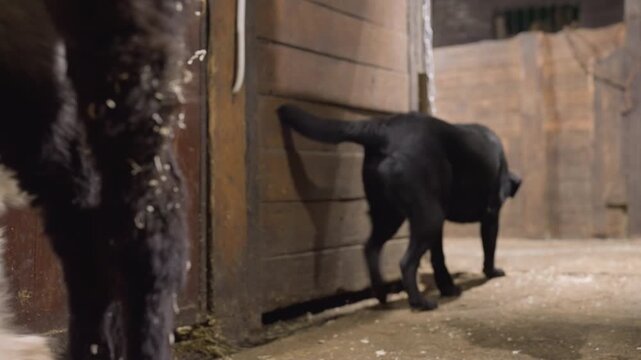 Barn stall dog calf meeting curiosity, shaggy white dog and black dog sniffing newborn calf, wooden stalls and straw floor, closeup nose contact, hesitant calf exploring, protective posture, rural