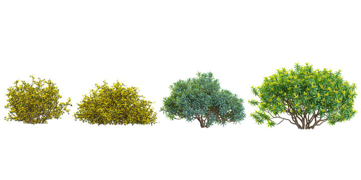 Collection of Euonymus,Genista plants on transparent background