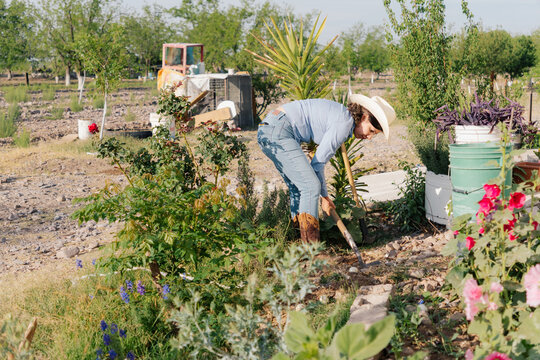 Cowgirl working with a shovel in a rural garden.