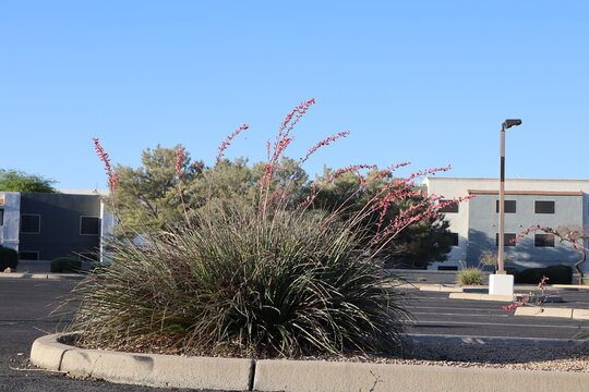Desert native red yucca or Hesperaloe parviflora in a flower bed decorating a public parking lot in a city of Phoenix, Arizona