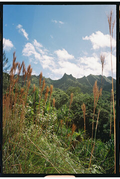 kauai, hawaii tropical landscape 