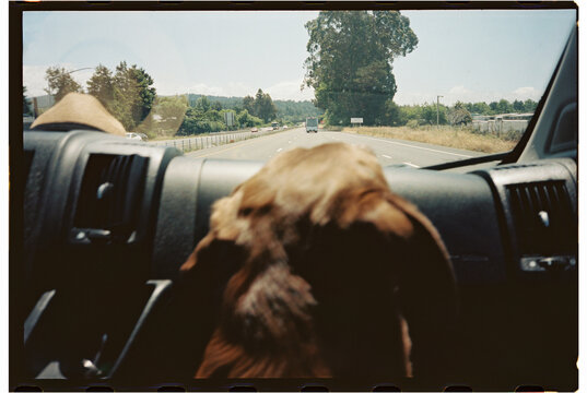 dog riding in car  