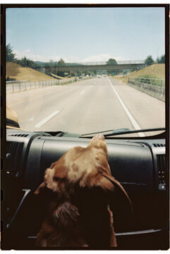 dog travel car