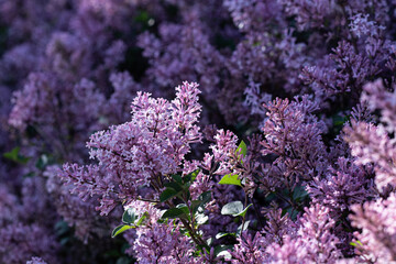 Fototapeta premium Beautiful Purple Masses Of Fragrant Korean Lilac Blossoms