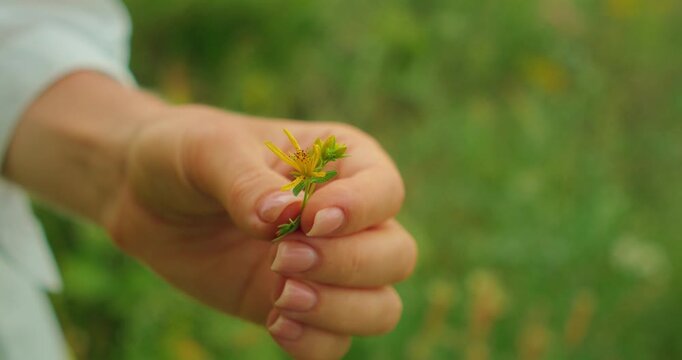Female hand holds small wild flower Hypericum perforatum, commonly known as St. John's wort above green meadow in summer Capri hill.