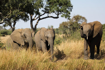 Fototapeta premium Afrikanischer Elefant / African elephant / Loxodonta africana