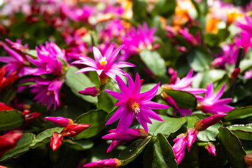 Fototapeta premium pink and purple flowers
