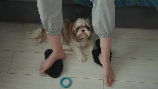 Bare feet, resting dog on floor cozy indoor scene with small fluffy puppy nestled between legs, black socks nearby, blue ring toy on pale wood laminate, soft natural light, calm mood, casual
