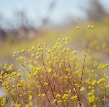 Globe Camomile