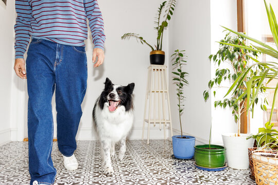 Anonymous pet owner