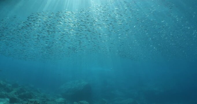silverside fish school underwater close up fish bait slow ocean scenery  behaviour with sun beams and rays