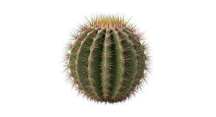 Fototapeta premium Round barrel cactus with golden spines