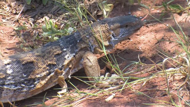 Two African Rock Monitor Lizards Running on Sandy Ground shedding patches of old skin