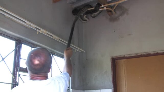 men carefully handle a massive African rock python From house Indoor Ceiling in a rural Botswana setting