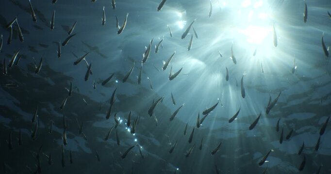 silverside fish school underwater close up fish bait slow ocean scenery  behaviour with sun beams and rays