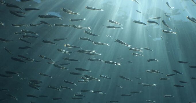 silverside fish school underwater close up fish bait slow ocean scenery  behaviour with sun beams and rays