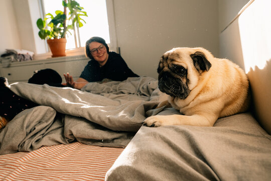 Pug Relaxes on Bed With Person Smiling in Cozy Room