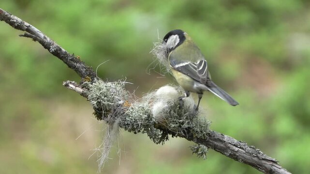Cinciallegra sotto la nevicata &ndash; Great tit in snowfall &ndash; Parus major