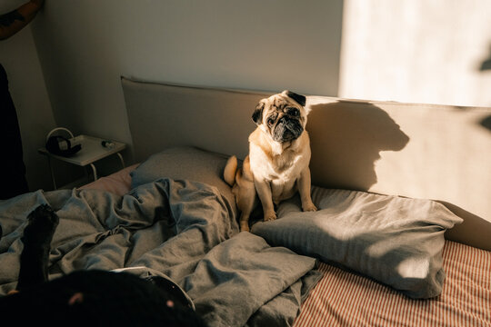 Pug Sits on Bed in Morning Light With Shadows on the Wall