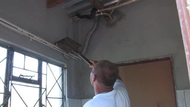 men carefully handle a massive African rock python From house Indoor Ceiling in a rural Botswana setting