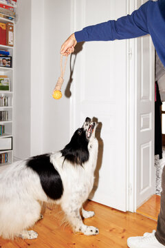 Owner teasing dog