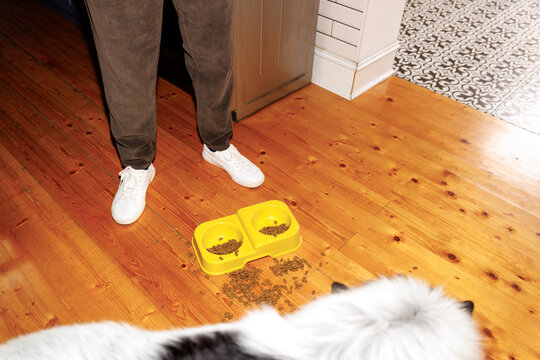 Kibble chaos