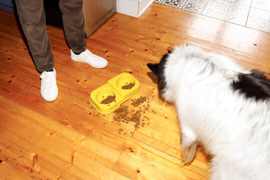 Dog feeding mess