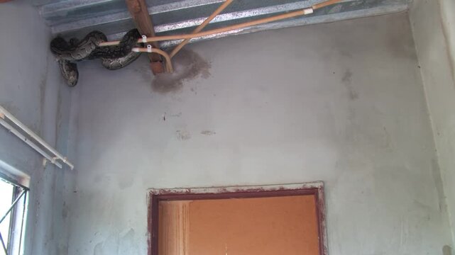 Large Python Hiding Inside House Roof Structure safety risk and human-animal conflict