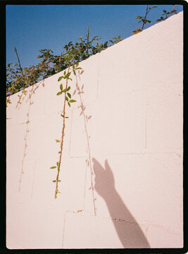 Hand shadow on white wall