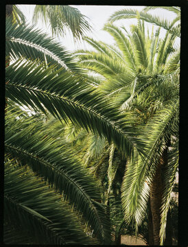 Palm leaves in sunlight