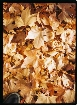 Fallen autumn leaves on ground