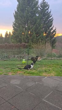 Cat watching backyard chickens in garden enclosure showing animal interaction and small scale farming scene