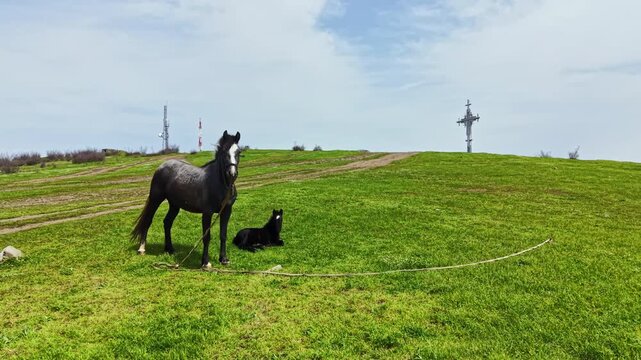 A black horse stands on green grass while a black foal rests on the ground. They are near tall power poles under a clear sky in a rural setting during the day.