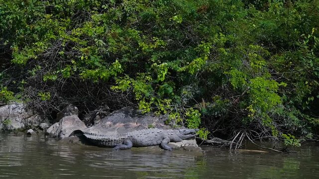 Close-up of a large American Crocodile (Crocodylus acutus) partially submerged near the tropical vegetation of the Grijalva River in Chiapas, Mexico.