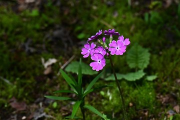 Fototapeta premium Primrose (Primula sieboldii) flowers. Primulaceae family, it produces beautiful pink flowers in spring.