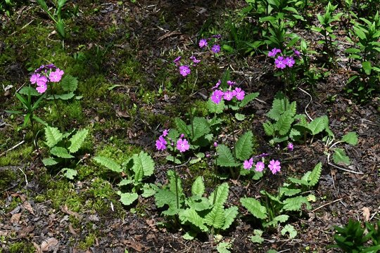 Primrose (Primula sieboldii) flowers.  Primulaceae family, it produces beautiful pink flowers in spring.