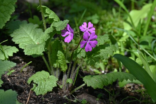 Primrose (Primula sieboldii) flowers.  Primulaceae family, it produces beautiful pink flowers in spring.