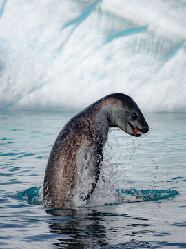 leopard seal antarctica