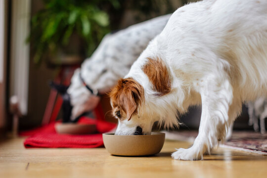 Dog Eating From Bowl In Home Interior