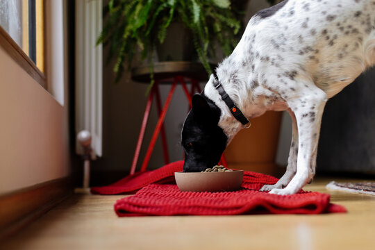 Dog Eating From Bowl On Red Mat Indoors