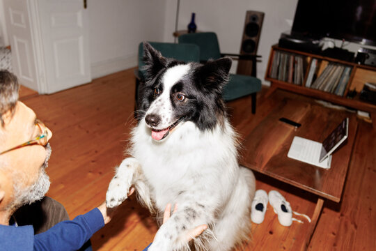 Man's best friend