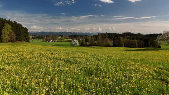Aerial drone flying forward over spring meadow with dandelions, scenic countryside landscape in Alpine foothills