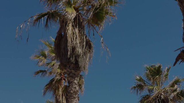 Sunny coastal scene with palm trees and man riding bike along the Malvarrosa beach promenade in Valencia, Spain.