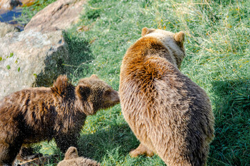 A bear cub emerging from the water and shaking itself to throw off water © HiroSund