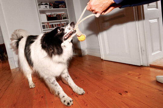 Indoor tug battle