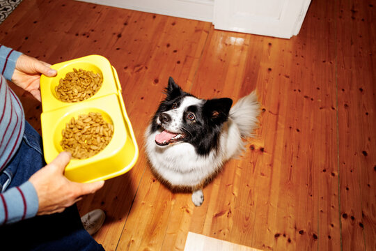 Dog dinnertime