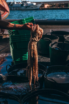Freshly caught octopus