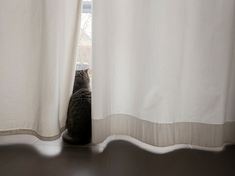 cat and curtain