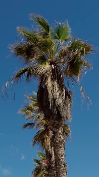 Vertical image of the long coastal bike path along the Rows of palm trees at Malvarrosa beach. Bright sun and blue sky in Valencia, Spain.