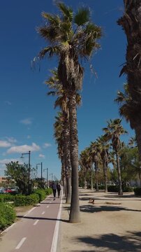 People riding scooters along a bike path lined with palm trees at Malvarrosa beach in Valencia, Spain on a sunny spring day with blue sky.